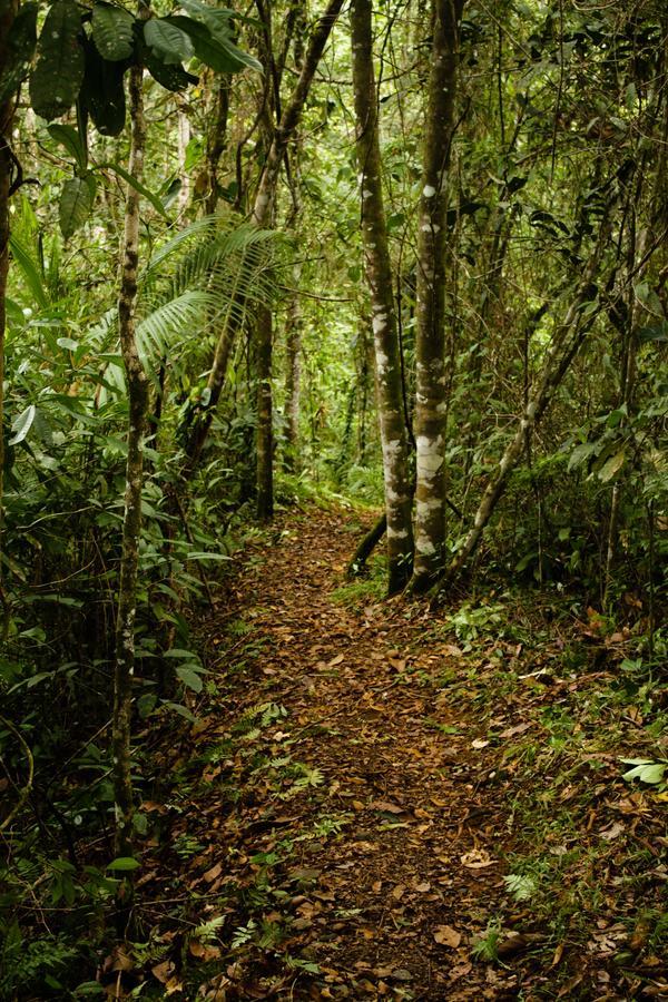 La Anita Rain Forest Colonia Dos Ríos Dış mekan fotoğraf
